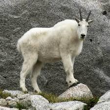 Team Page: Mountain Goats